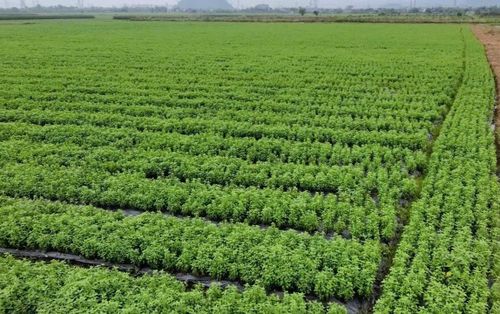 Cánh đồng húng quế ở xã Vạn An, Nghệ An.