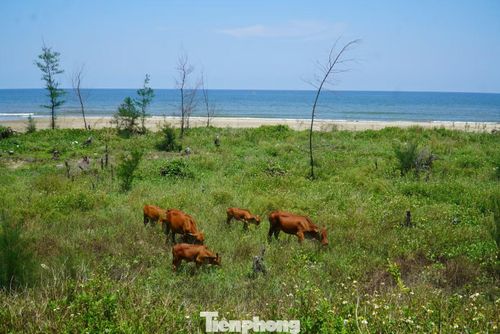 Đàn bò giữa khoảng đất trống, nơi trước đây là rừng phi lao phòng hộ ven biển.