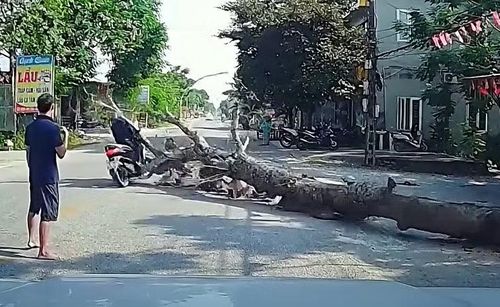 Hình ảnh cây đổ ngã đè trúng người đi đường. Ảnh cắt từ clip.