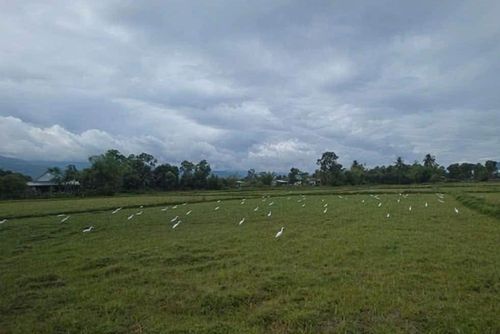 Những con cò xốp được đặt trên cánh đồng để bẫy chim hoang dã.