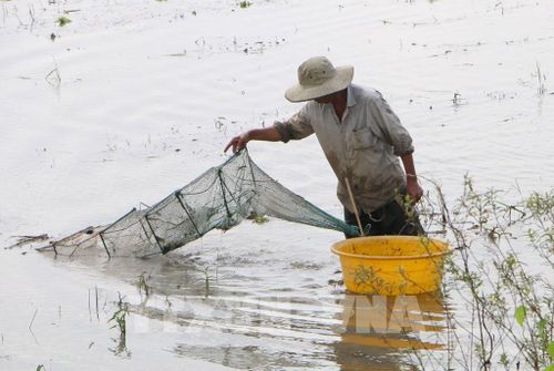 Người dân giăng lưới, đặt dớn để bắt cá, tôm và các sản vật tự nhiên mùa lũ. Ảnh: Duy Khương – TTXVN 