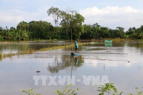 Người dân đẩy côn, giăng lưới, đặt dớn để bắt cá, tôm và các sản vật tự nhiên mùa lũ. Ảnh: Duy Khương – TTXVN 