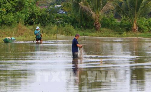 Nước lũ về mang theo phù sa và nguồn thủy sản, tạo thêm sinh kế cho nhiều hộ dân. Ảnh: Duy Khương – TTXVN 