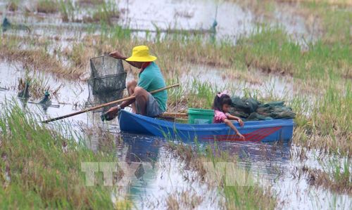 Người dân giăng lưới, đặt dớn để bắt cá, tôm và các sản vật tự nhiên mùa lũ. Ảnh: Duy Khương – TTXVN 