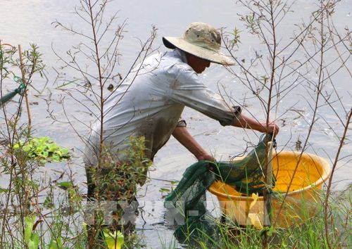 Người dân giăng lưới, đặt dớn để bắt cá, tôm và các sản vật tự nhiên mùa lũ. Ảnh: Duy Khương – TTXVN 