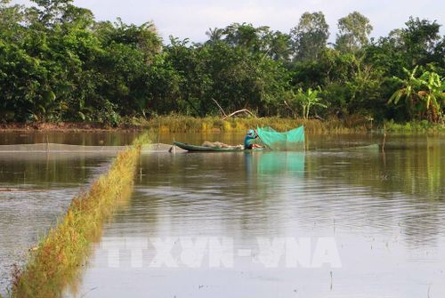 Khi nước tràn vào ruộng, những hoạt động đánh bắt thủy sản theo mùa lại trở nên nhộn nhịp, góp phần tăng thêm thu nhập trong lúc chờ vụ sản xuất tiếp theo. Ảnh: Duy Khương – TTXVN