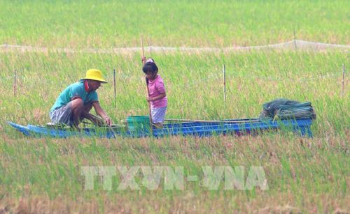 Với người dân vùng đồng bằng, mùa lũ không chỉ là thời điểm nước dâng trên đồng ruộng, đó còn là mùa mưu sinh đã gắn với đời sống từ bao đời. Ảnh: Duy Khương – TTXVN 