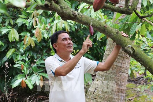 Anh Lê Hoàng Trị ở xã Bình Ninh, tỉnh Đồng Tháp, chăm sóc ca cao trồng xen vườn dừa. Ảnh: Hữu Chí - TTXVN