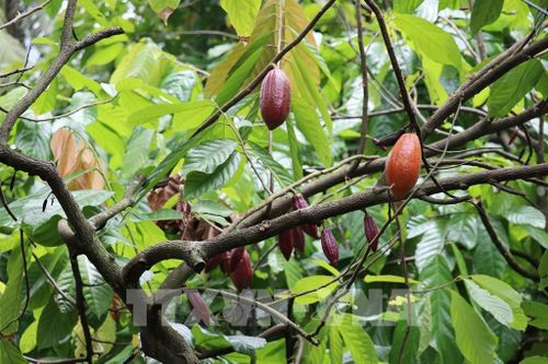 Cây ca cao trồng xen trong vườn dừa tăng hiệu quả sử dụng đất cùng giá trị sản xuất và tạo nguồn thu nhập thêm ổn định. Ảnh: Hữu Chí - TTXVN
