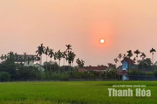Làng quê bình yên dưới tán cau xanh.
