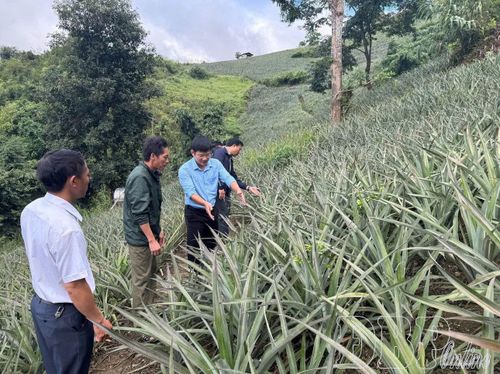 Lãnh đạo xã Na Sang kiểm tra diện tích trồng dứa của người dân.