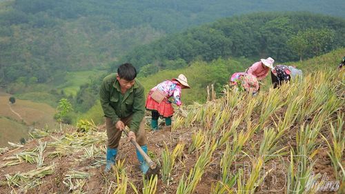 Na Sang phấn đấu mở rộng vùng nguyên liệu trồng dứa từ 1.200 - 1.500ha vào năm 2030.