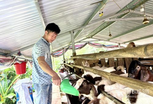Thành viên Hợp tác xã Nông lâm nghiệp Nà Hà, xã Chiến Thắng chăm sóc đàn dê Thái Lan