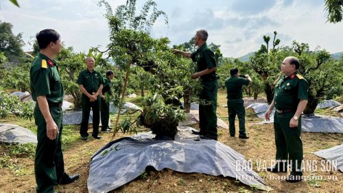 Hội viên cựu chiến binh phường Lương Văn Tri chia sẻ, trao đổi về mô hình trồng đào cảnh