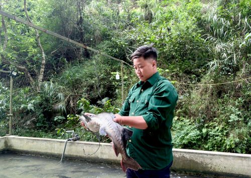 Anh Triệu Văn Dùn kiểm tra chất lượng cá tầm trước khi xuất bán