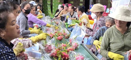 Liên kết sản xuất thanh long theo hình thức hợp tác gắn với thị trường tiêu thụ