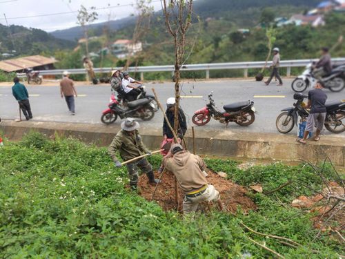 Người dân tham gia trồng mai anh đào.