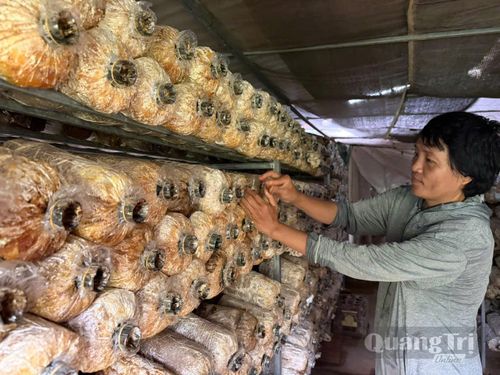 Chị Nguyễn Thị Hà, thôn Lan Đình áp dụng khoa học kỹ thuật vào trồng nấm mang lại hiệu quả cao - Ảnh: P.K