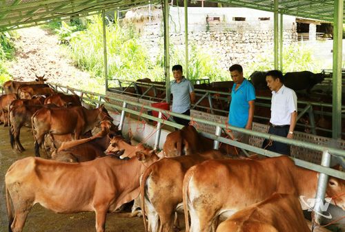 Trang trại bò của gia đình ông Nông Văn Ninh, thôn Nà Vài, xã Nghiên Loan được xây dựng kiên cố để nuôi nhốt tập trung.