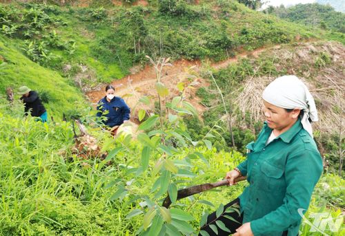 Người dân xã Bạch Thông chăm sóc rừng bạch đàn trồng trên diện tích đất lâm nghiệp liên kết với Công ty Lâm nghiệp Bắc Kạn.