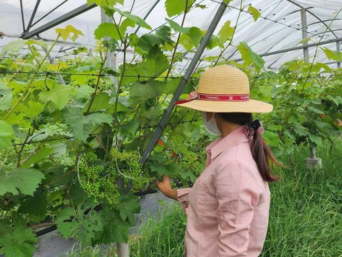 Tại khu vực hồ Thác Bà, tỉnh Lào Cai, mô hình trồng nho cũng được phát triển mạnh.