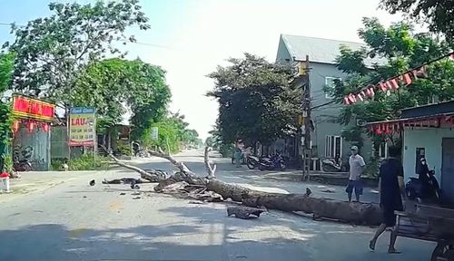 Hiện trường vụ việc cắt cây khô đổ ra đường, một người đi xe máy tử vong (Ảnh cắt từ Clip).