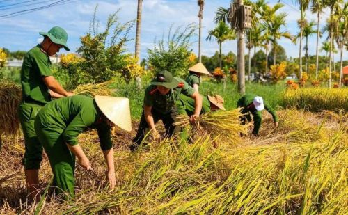 Cán bộ, chiến sĩ Công an xã Mộ Đức gặt lúa giúp dân.