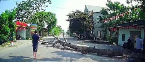 Hiện trường cây đổ khiến 1 người tử vong. Ảnh: NDCC.