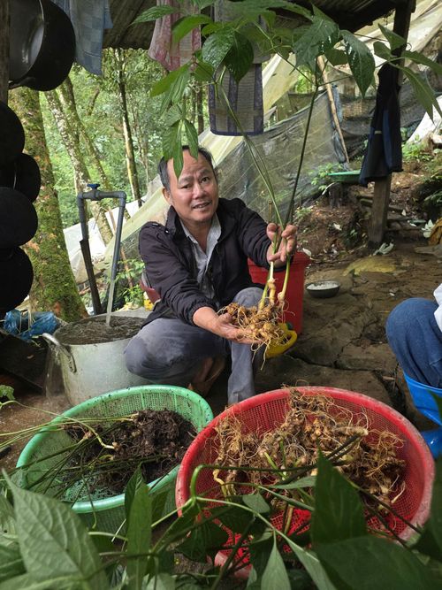  Sâm Ngọc Linh sẽ được bổ sung mã định danh, tem truy xuất nguồn gốc bằng mã QR nhằm ngăn chặn hàng giả, hàng nhái. Ảnh: NGUYÊN KHÔI 