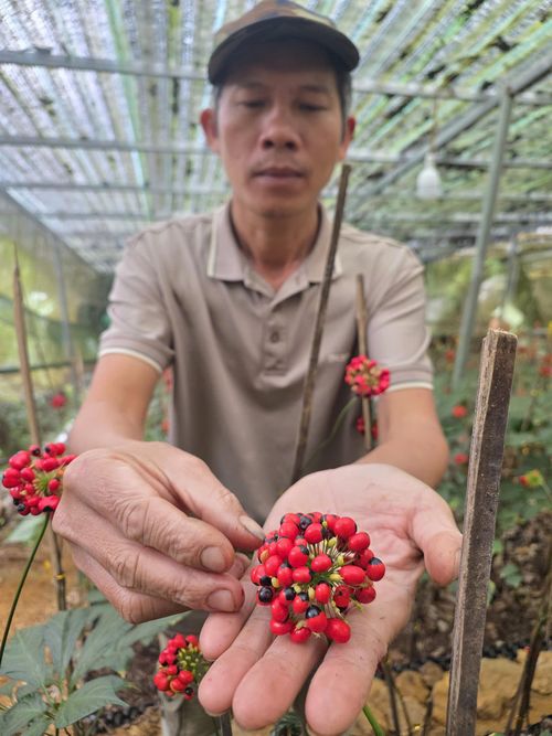  UBND TP Đà Nẵng ban hành quy chế quản lý, sử dụng chỉ dẫn địa lý "Ngọc Linh" cho sản phẩm sâm củ. Ảnh: NGUYÊN KHÔI 