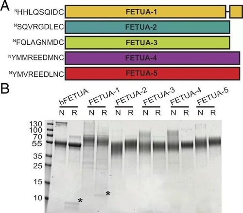 Các protein trong máu rắn được nghiên cứu, kết hợp tạo ra loại thuốc giải độc tự nhiên.