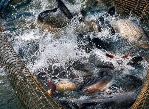 Cá lăng đen là một trong những đối tượng nuôi mang lại giá trị kinh tế cho người dân vùng lòng hồ thủy điện Trung Sơn.
