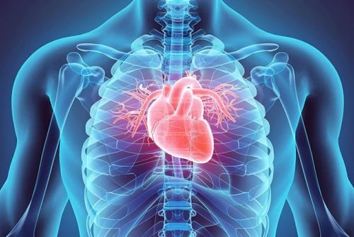Urolithin A giúp cải thiện khả năng thư giãn của mô tim người được tạo bằng kỹ thuật sinh học và làm giảm một số dấu hiệu của suy tim trong các mô hình thí nghiệm. (Nguồn: Shutterstock)