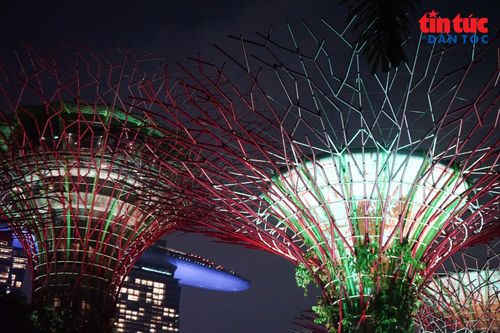 12 “siêu cây” tạo thành quần thể ấn tượng tại khu rừng Supertree, một trong những điểm tham quan nổi bật của Gardens by the Bay.