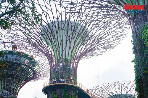 Đài quan sát trên “siêu cây” mang đến góc nhìn rộng về Gardens by the Bay và khu vực Marina Bay Sands.