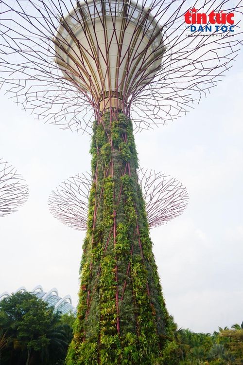 Dương xỉ, phong lan, cây họ dứa và các loài cây leo nhiệt đới đan xen trên thân những “siêu cây” khổng lồ.