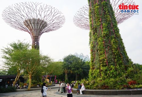 Du khách tìm kiếm những góc chụp ấn tượng dưới chân các “siêu cây” tại khu rừng Supertree.