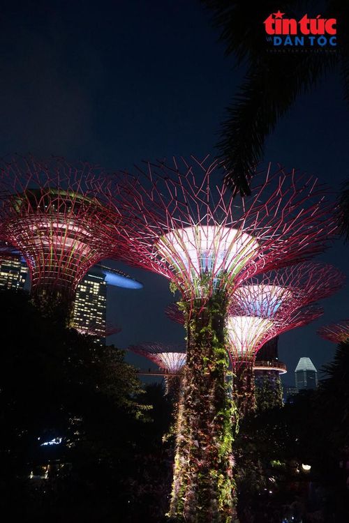 Hệ thống ánh sáng kết hợp âm nhạc biến Supertree Grove thành một sân khấu ngoài trời khi đêm xuống.