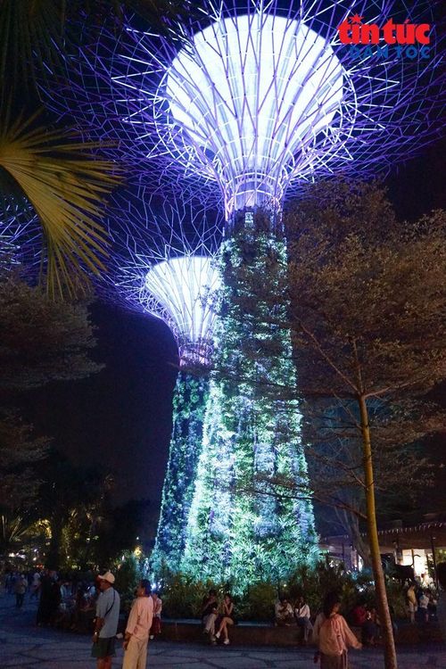 Sự kết hợp giữa cây xanh, kiến trúc, công nghệ, âm nhạc và ánh sáng đưa Supertree Grove trở thành một trong những hình ảnh đặc trưng của Singapore.