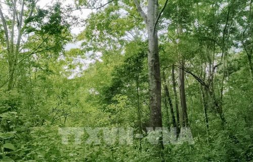 Hiện Ban Quản lý bảo tồn Tây Yên Tử đang quản lý gần 13.000 ha đất, phân bố trên địa bàn các xã An Lạc, Lục Sơn và Tây Yên Tử. Ảnh: TTXVN
