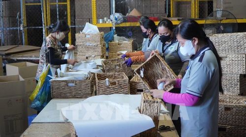 Công ty TNHH Xuất nhập khẩu Bình An Thịnh góp phần tạo việc làm cho nhiều lao động ở địa phương. Ảnh: Nhựt An - TTXVN