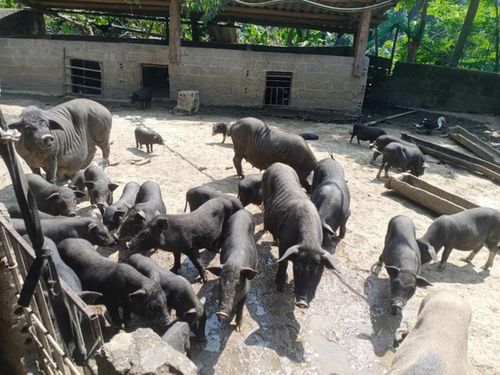 Chị Lù Thị Quyết học hỏi kỹ thuật chăn nuôi qua các lớp tập huấn của xã, nguồn phụ phẩm từ nấu rượu tiếp tục được tận dụng cho chăn nuôi
