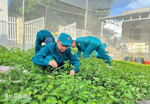 Cán bộ, chiến sĩ Ban Chỉ huy Quân sự xã Tân Hội chăm sóc vườn rau. Ảnh: MI NI