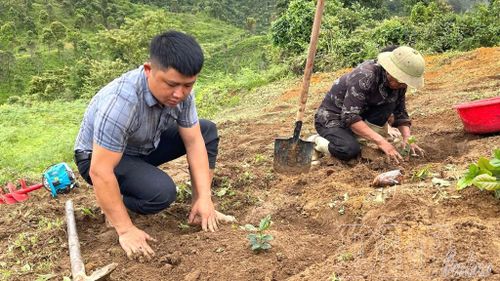 Để tăng cường đoàn kết dân tộc, sau sáp nhập Chi bộ bản Nậm Đích chú trọng phối hợp với các cấp, ngành tạo việc làm cho người dân. Trong ảnh: Người dân bản Nậm Đích trồng cà phê.