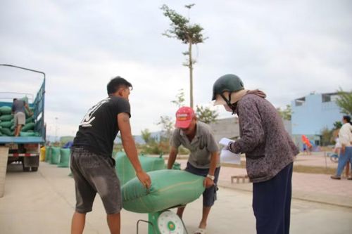 Giá lúa đang ở mức thấp, trong khi chi phí sản xuất còn cao khiến nông dân trồng lúa khó có lãi. Ảnh: Trọng Lợi