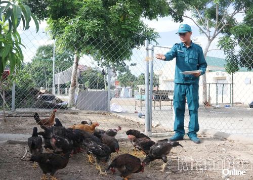 Chiến sĩ chăm sóc đàn gà của đơn vị.