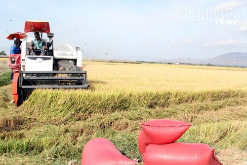 Mô hình cánh đồng lúa lớn tại xã Phước Hậu.