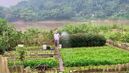 Những luống rau xanh mướt là thành quả của nhiều ngày lao động. Đất bãi cho năng suất cao, nhưng sự trù phú ấy luôn đi cùng một nỗi lo thường trực: dòng sông có thể đổi thay bất cứ lúc nào (Trong ảnh, bác Trọng ở tổ dân phố Hồng Hà 3 bên luống rau xanh mướt của gia đình).