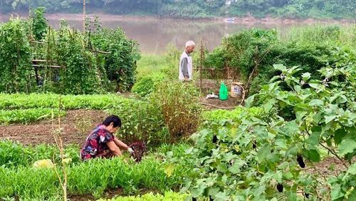 Mùa thu hoạch trên bãi bồi thường mang một nhịp điệu khẩn trương. Người nông dân không chỉ chạy đua với thời gian để đưa nông sản ra thị trường mà đôi khi còn phải chạy đua với những đợt nước lên bất ngờ.