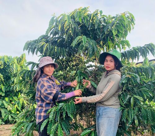 Chị H’Luôs thường xuyên hỗ trợ và tư vấn cho bà con cách phát huy nguồn vốn trong sản xuất